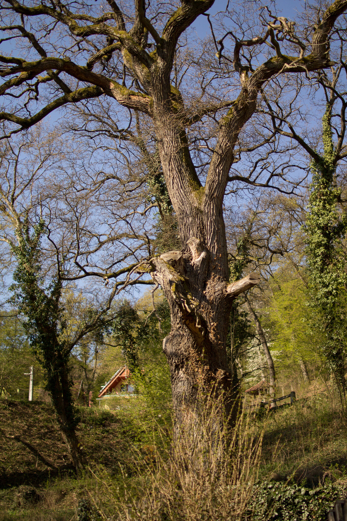 h36375521.jpg